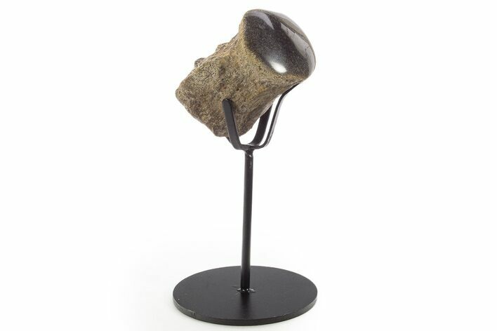 Polished Fossil Mosasaur Vertebra w/ Metal Stand - Texas #335050